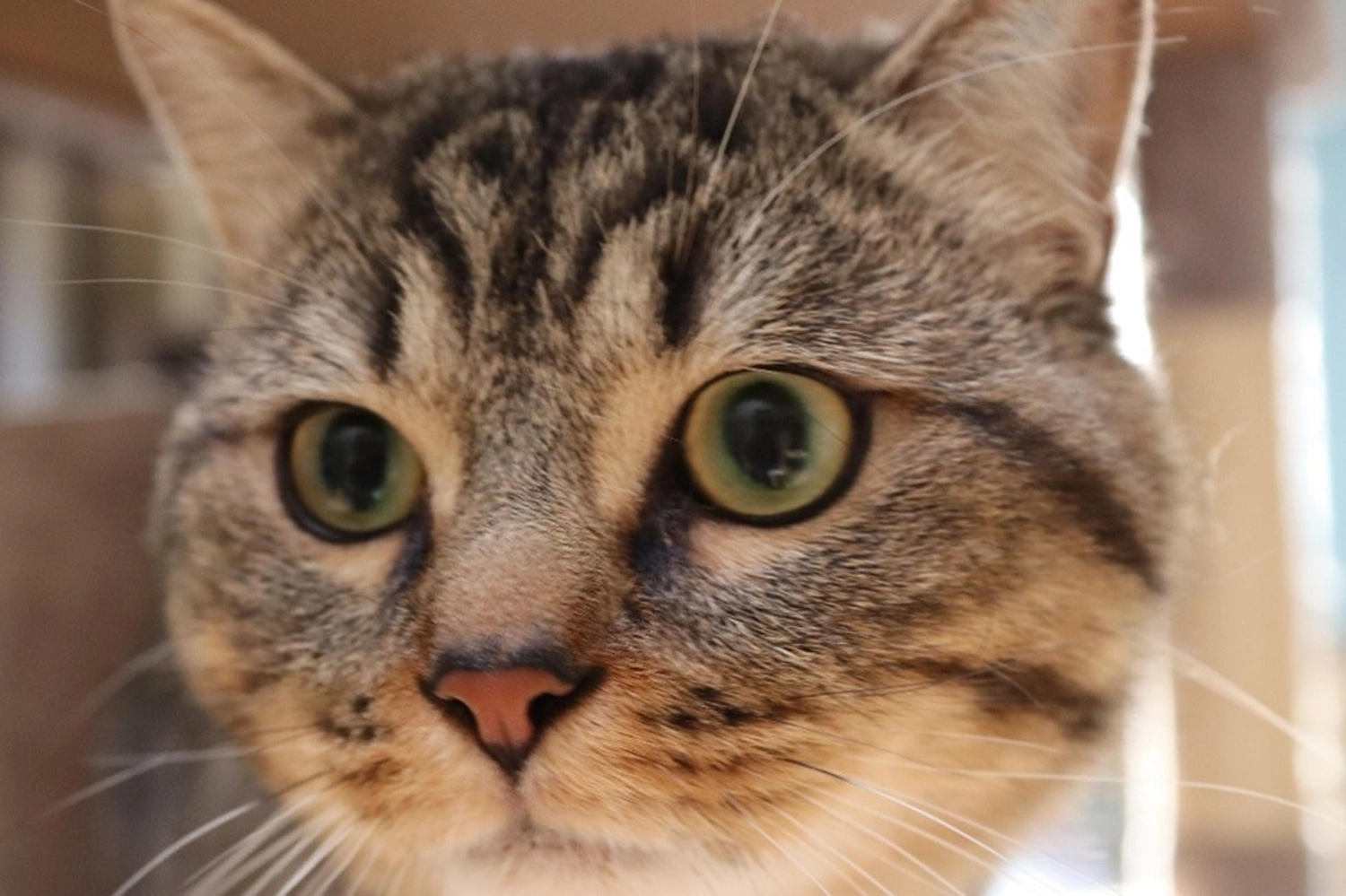 Katze von Tierschutzverein Pforzheim und Umgebung e.V