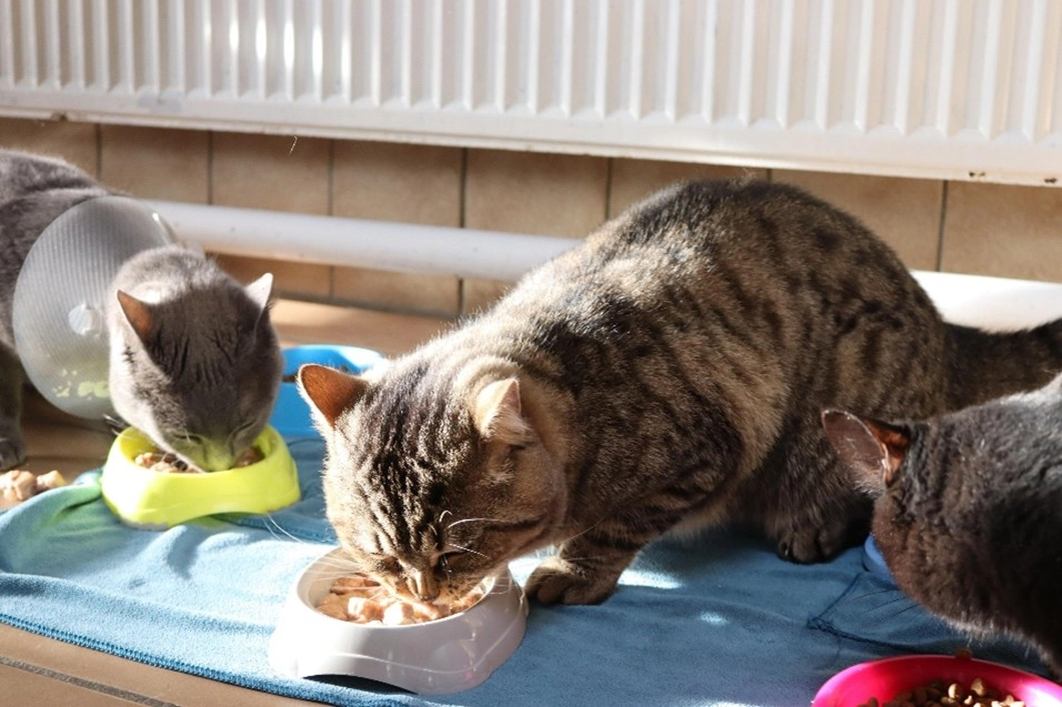 Katze von Tierschutzverein Pforzheim und Umgebung e.V