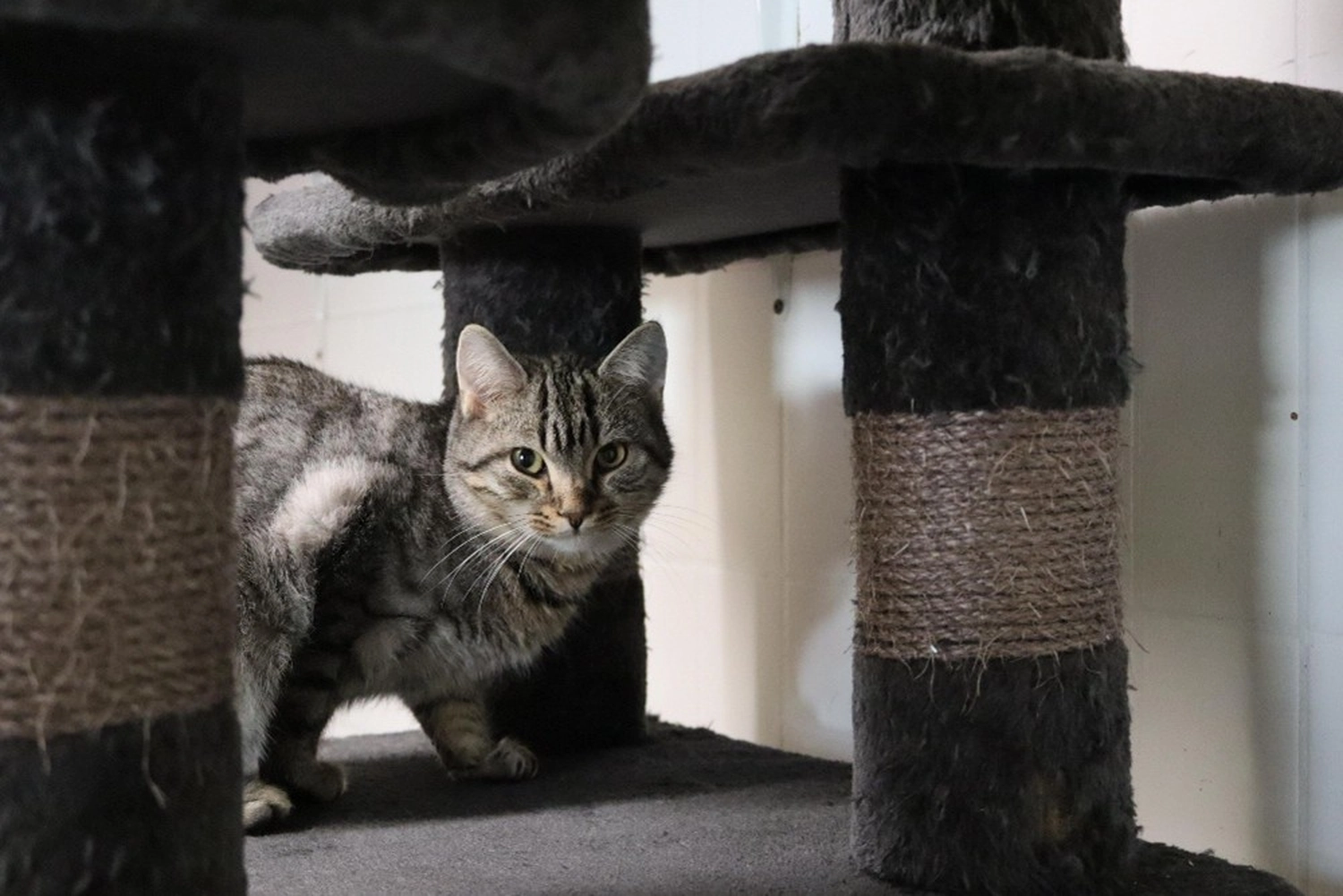 Hündinnen von Tierschutzverein Pforzheim und Umgebung e.V