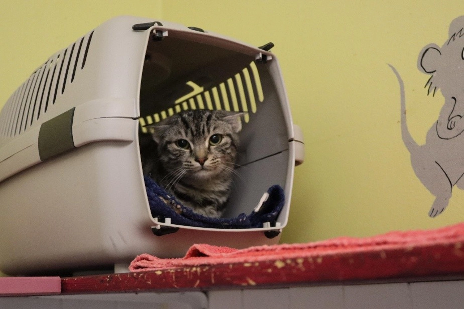 Katze von Tierschutzverein Pforzheim und Umgebung e.V