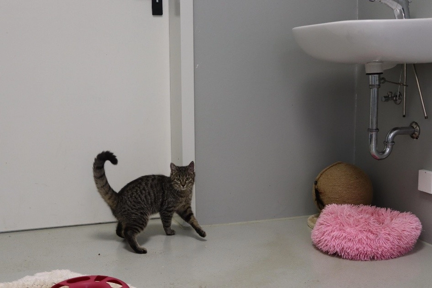 Katze von Tierschutzverein Pforzheim und Umgebung e.V