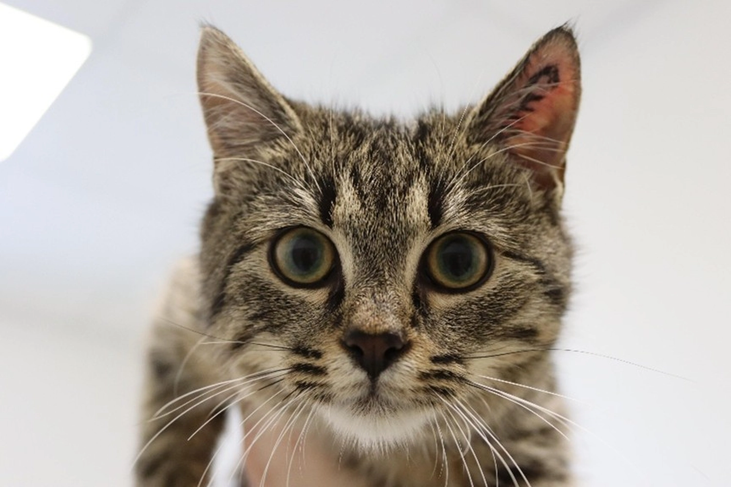 Katze von Tierschutzverein Pforzheim und Umgebung e.V