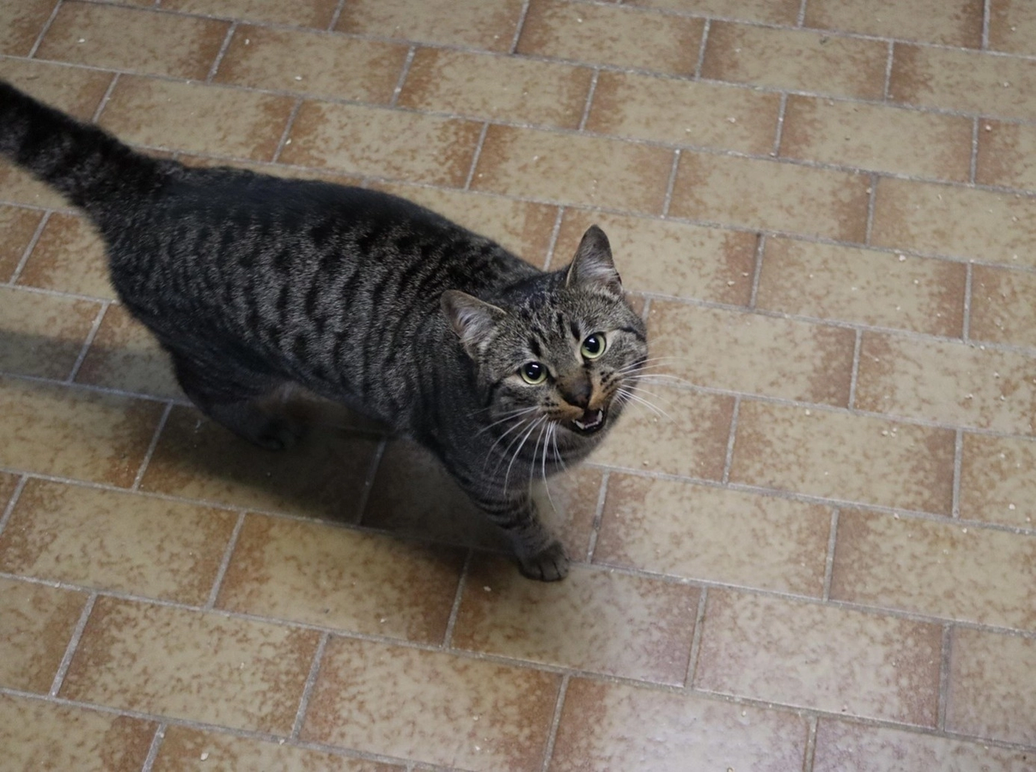 Katze von Tierschutzverein Pforzheim und Umgebung e.V