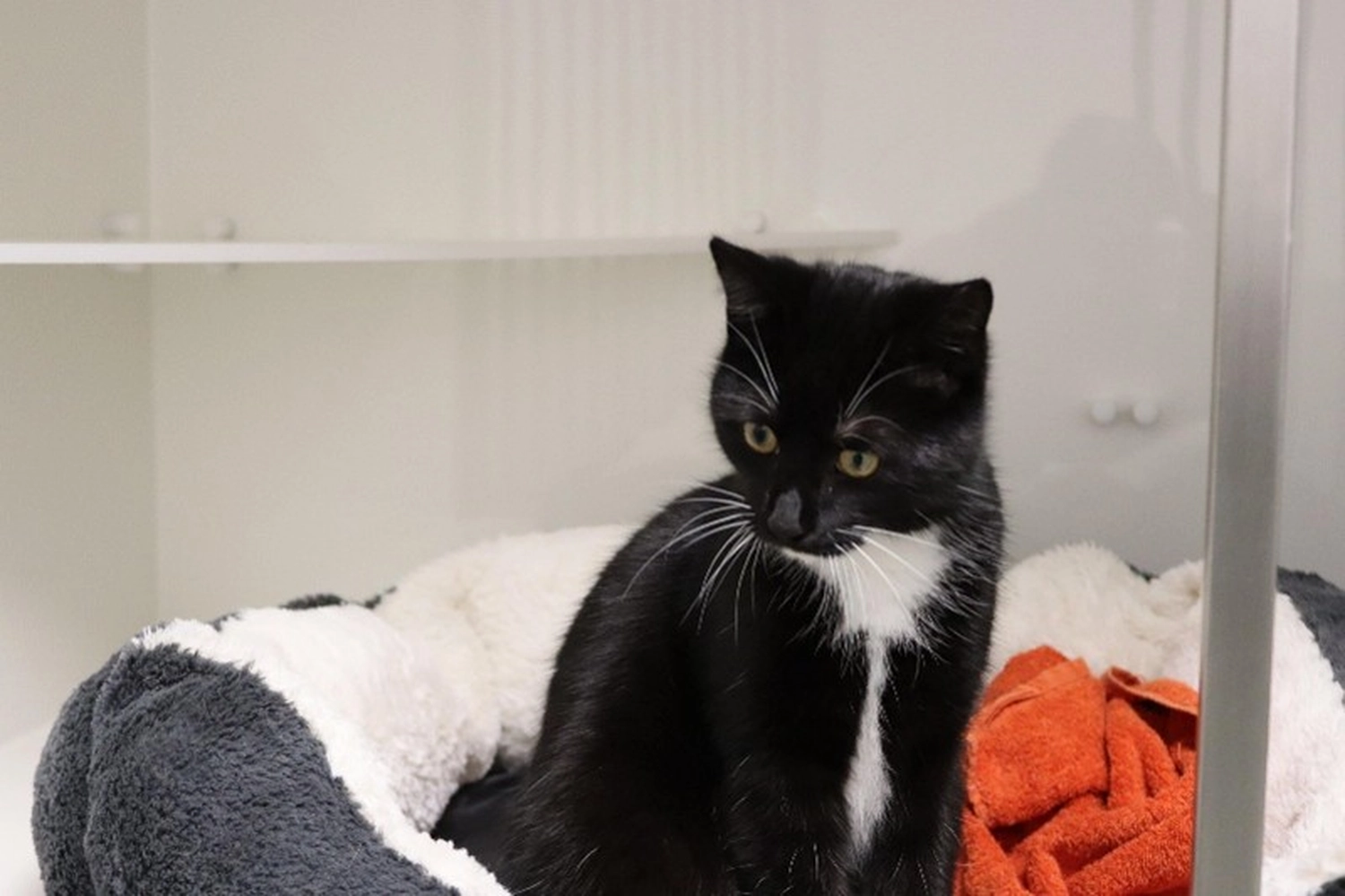 Katze von Tierschutzverein Pforzheim und Umgebung e.V