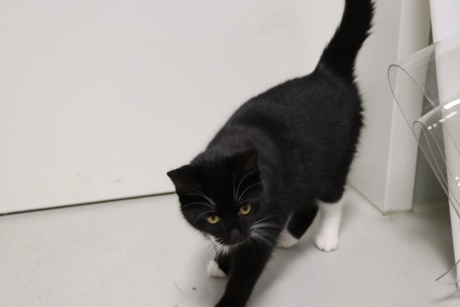 Katze von Tierschutzverein Pforzheim und Umgebung e.V