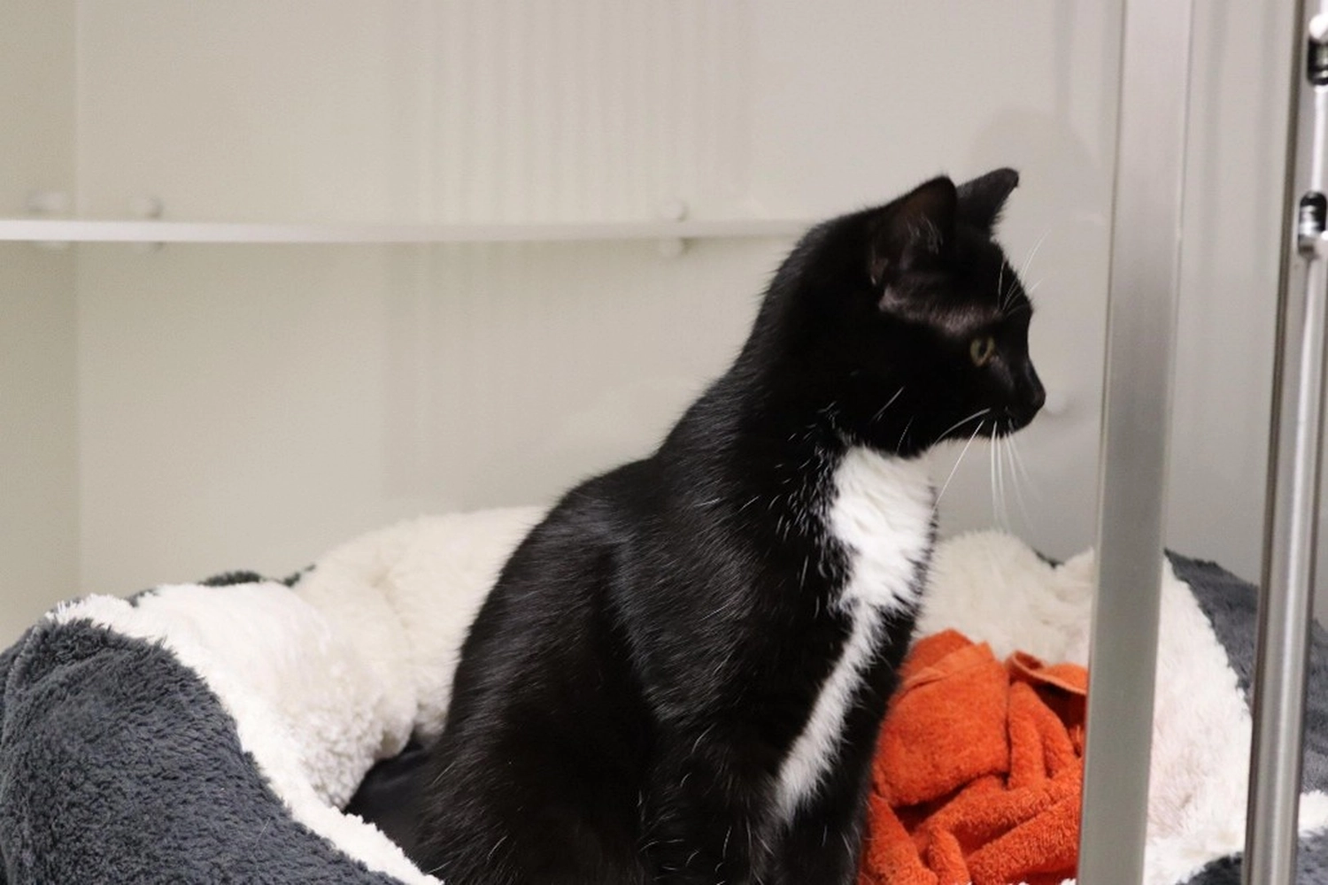 Katze von Tierschutzverein Pforzheim und Umgebung e.V