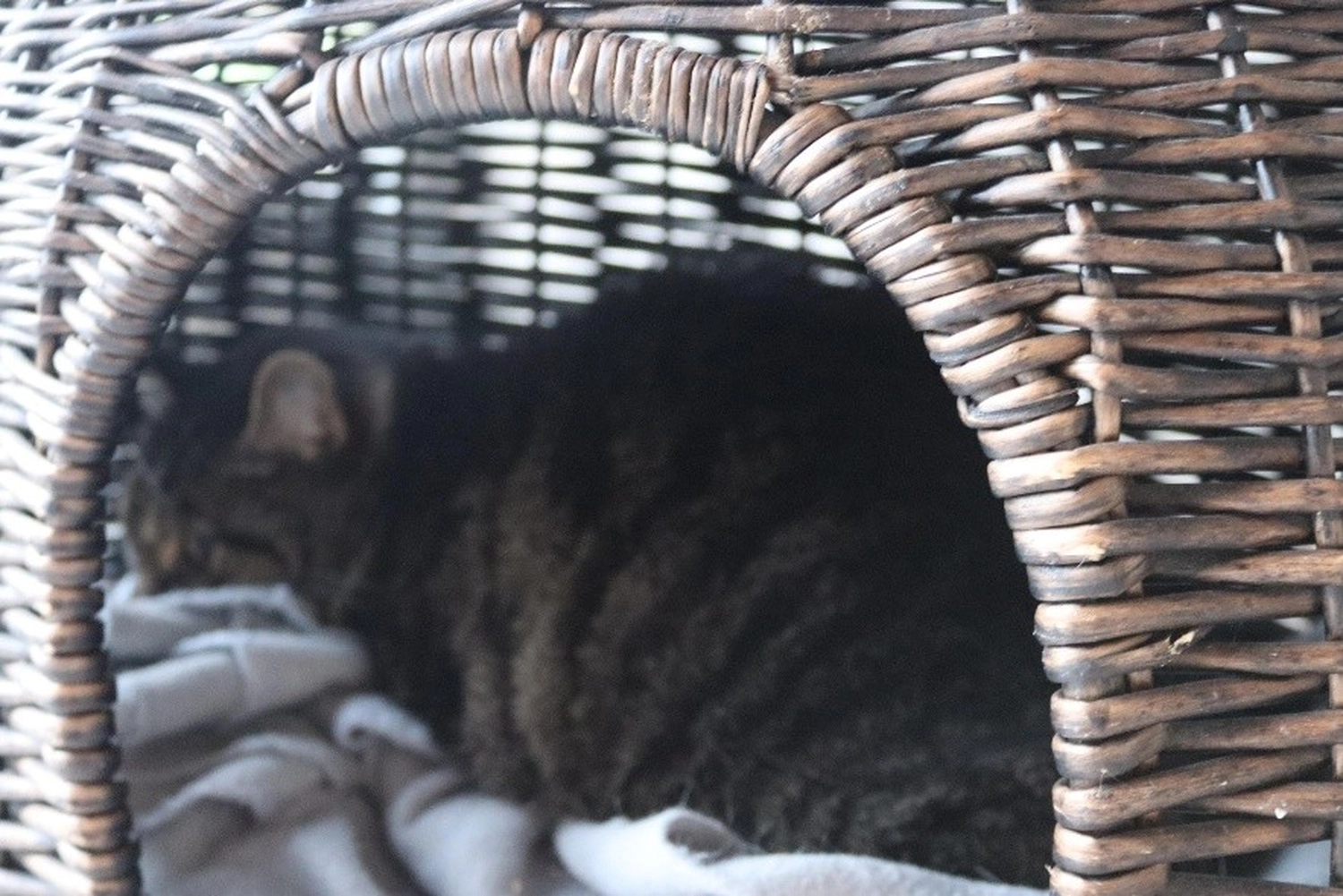 Hündinnen von Tierschutzverein Pforzheim und Umgebung e.V