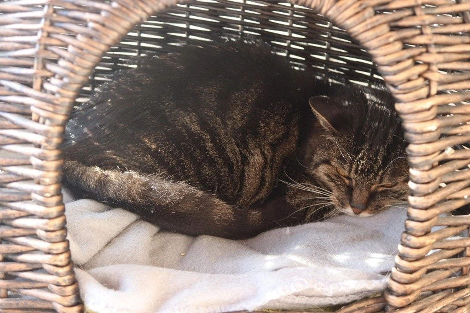 Katze von Tierschutzverein Pforzheim und Umgebung e.V