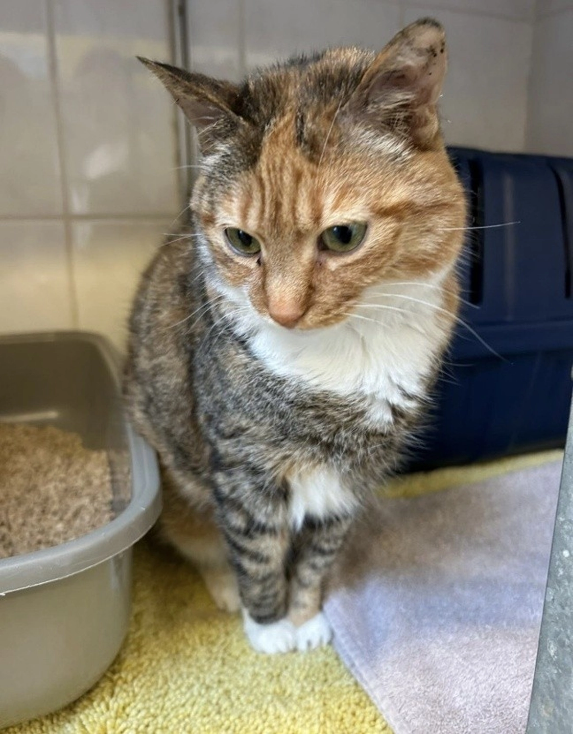 Katze von Tierschutzverein Pforzheim und Umgebung e.V