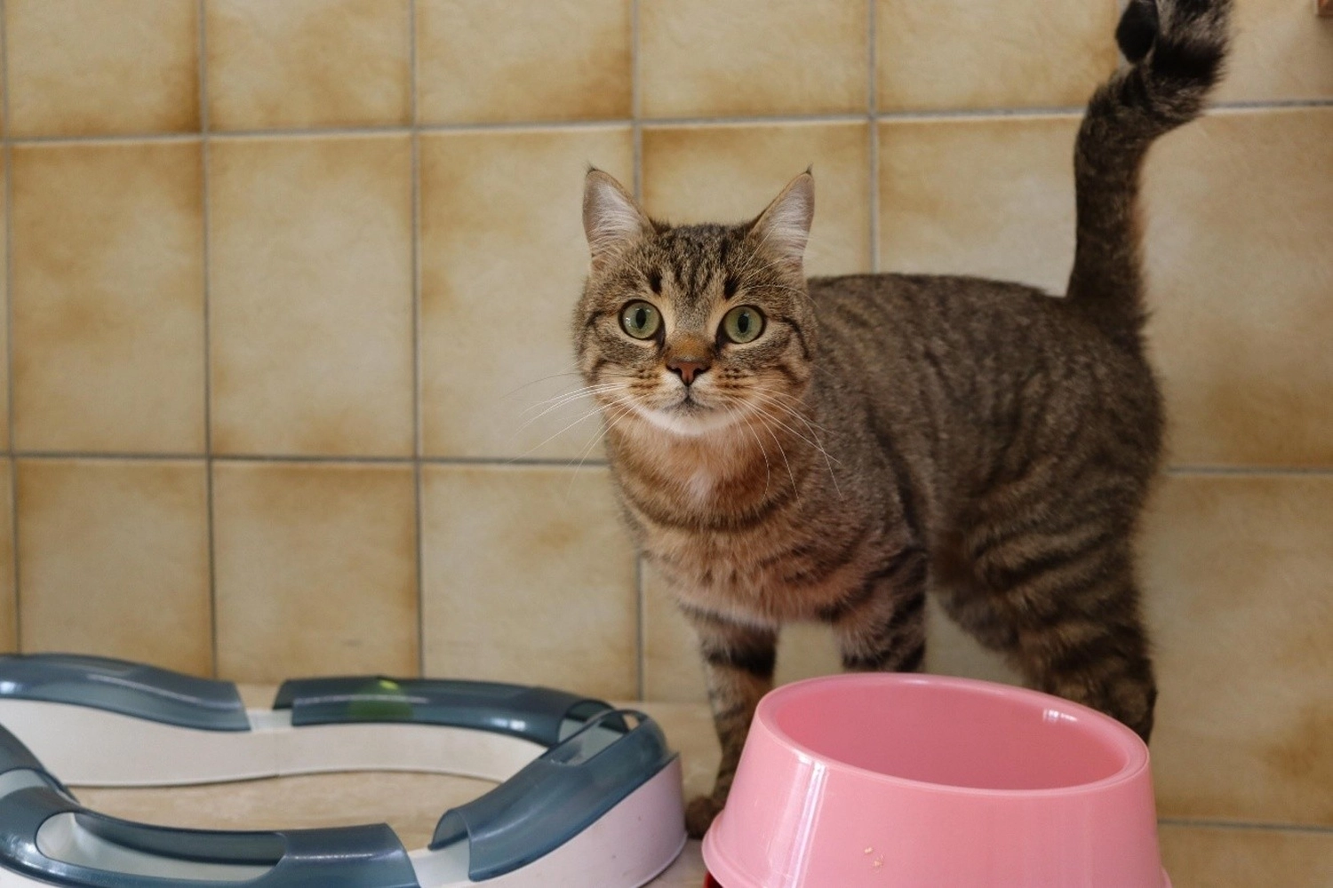 Katze von Tierschutzverein Pforzheim und Umgebung e.V