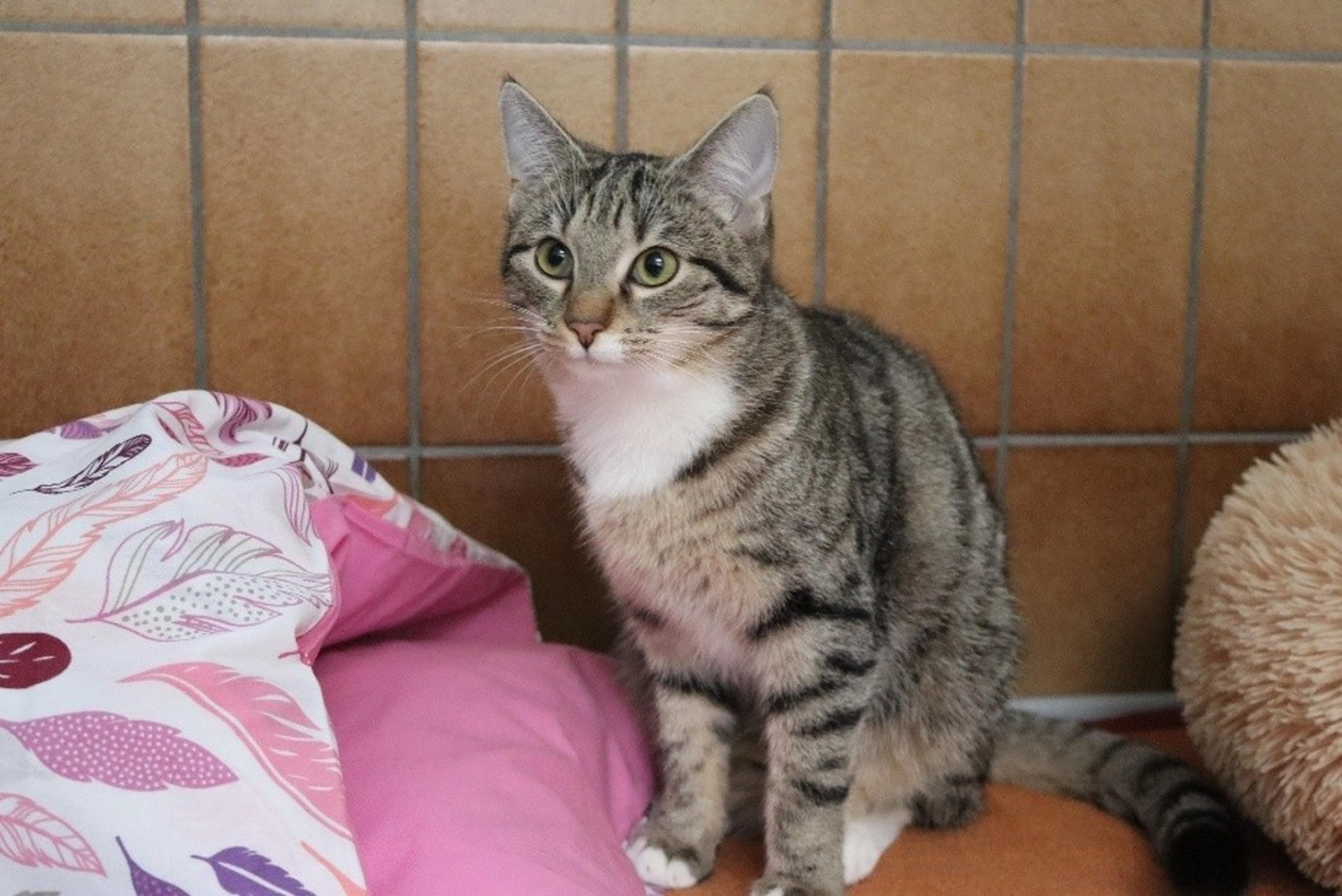 Katze von Tierschutzverein Pforzheim und Umgebung e.V