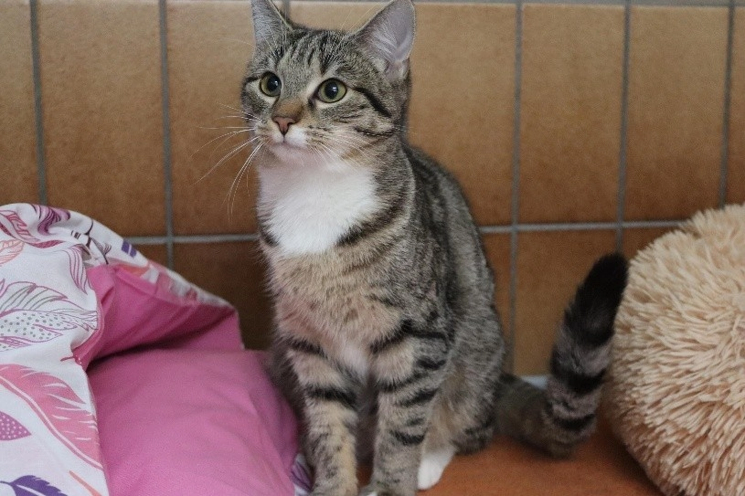 Katze von Tierschutzverein Pforzheim und Umgebung e.V