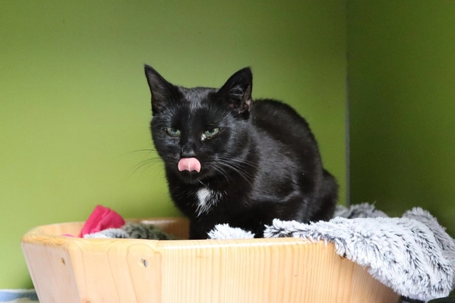 Katze von Tierschutzverein Pforzheim und Umgebung e.V