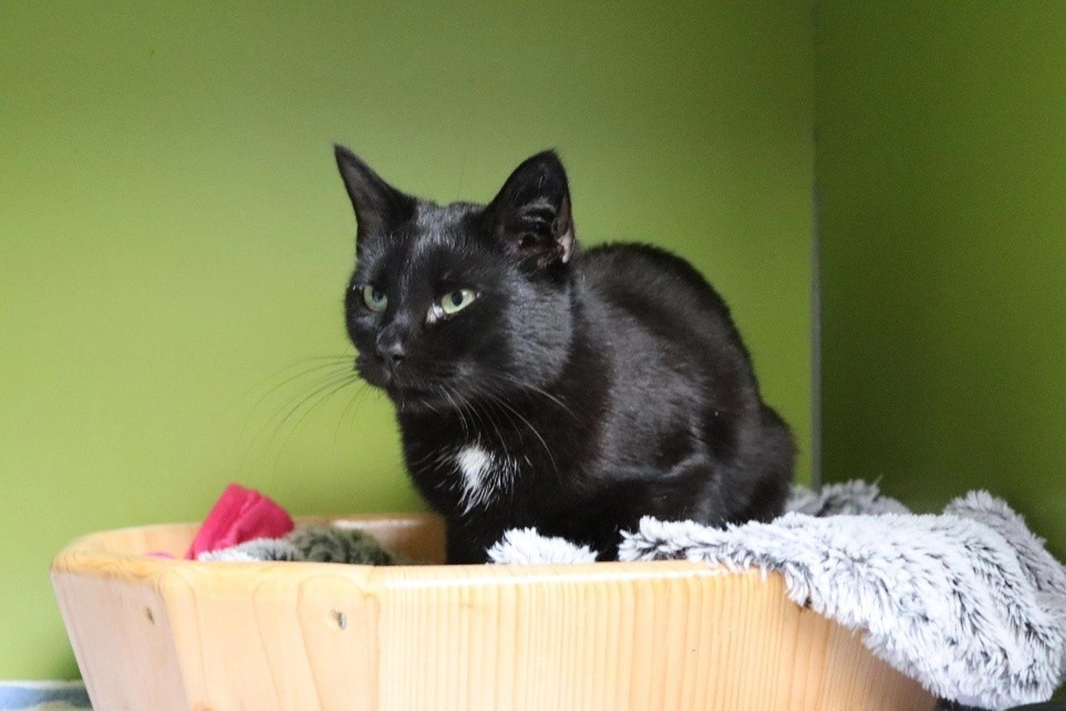 Katze von Tierschutzverein Pforzheim und Umgebung e.V