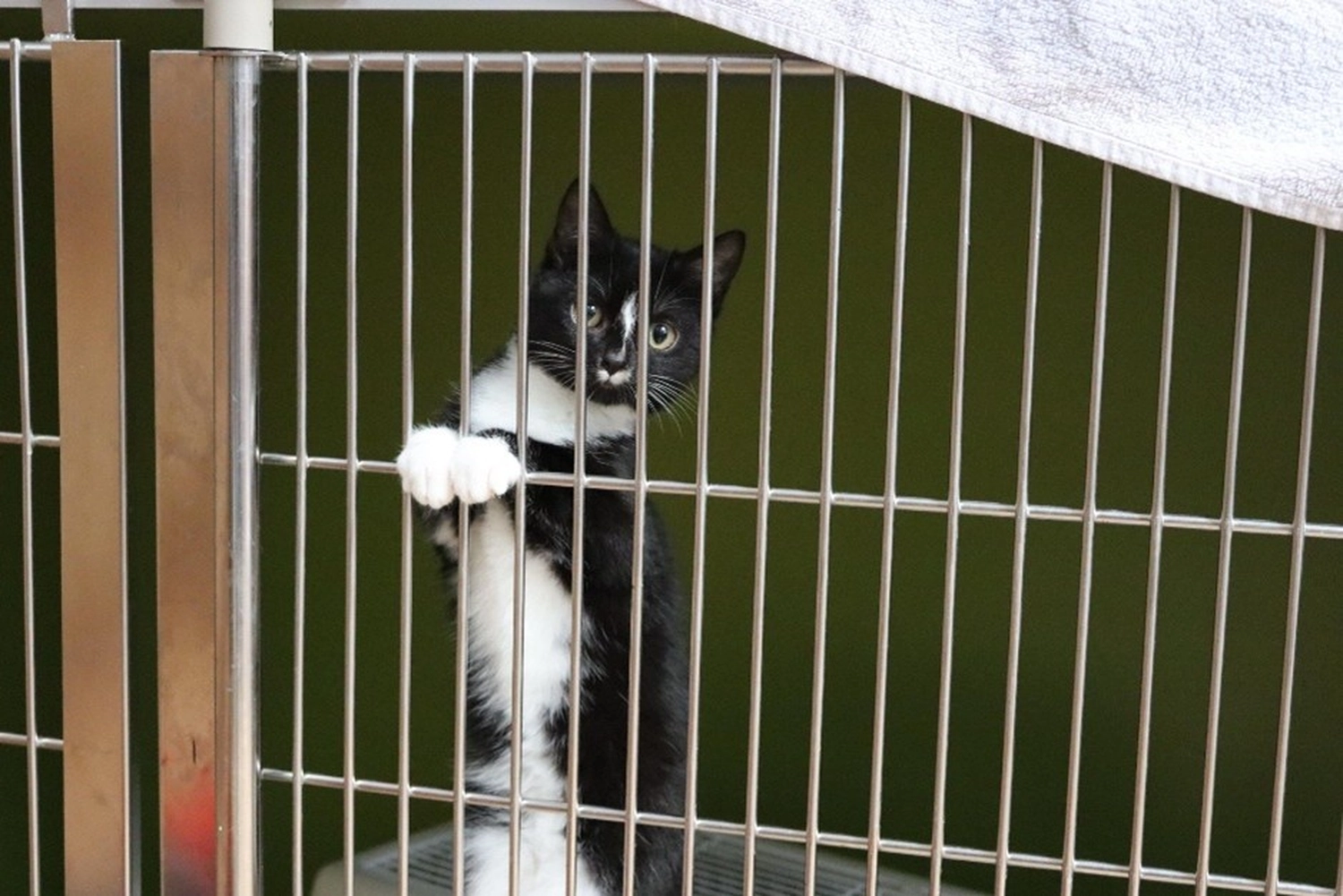 Hündinnen von Tierschutzverein Pforzheim und Umgebung e.V