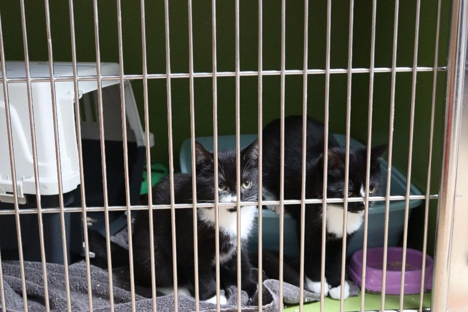 Katze von Tierschutzverein Pforzheim und Umgebung e.V