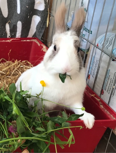Hund von Tierschutzverein Pforzheim und Umgebung e.V