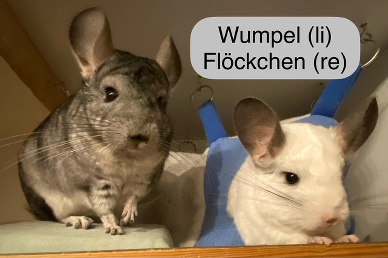 Hund von Tierschutzverein Pforzheim und Umgebung e.V