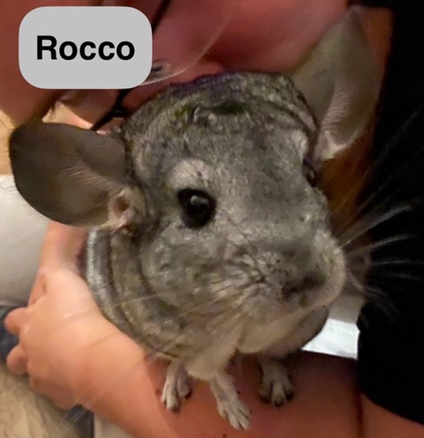 Hund von Tierschutzverein Pforzheim und Umgebung e.V