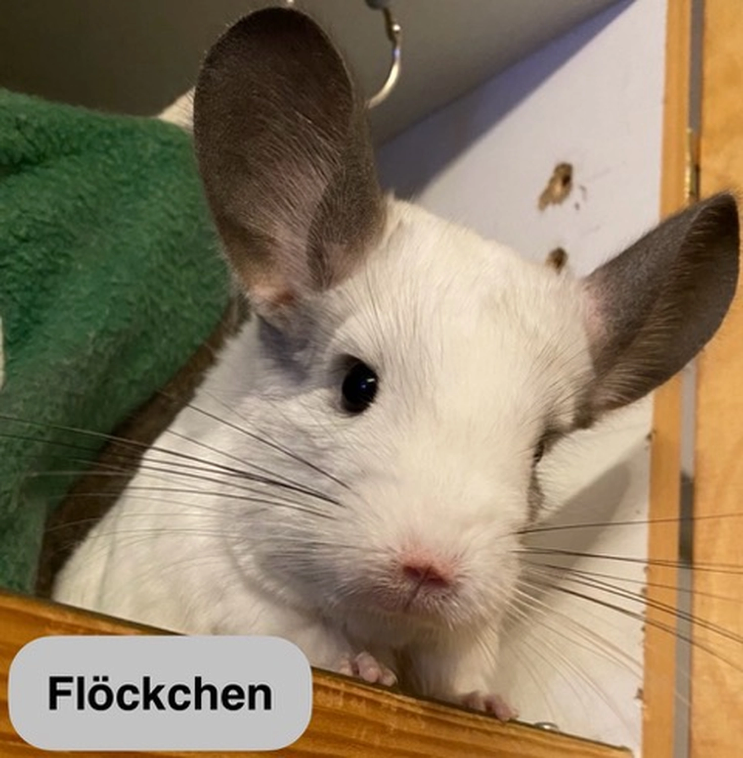 Hund von Tierschutzverein Pforzheim und Umgebung e.V