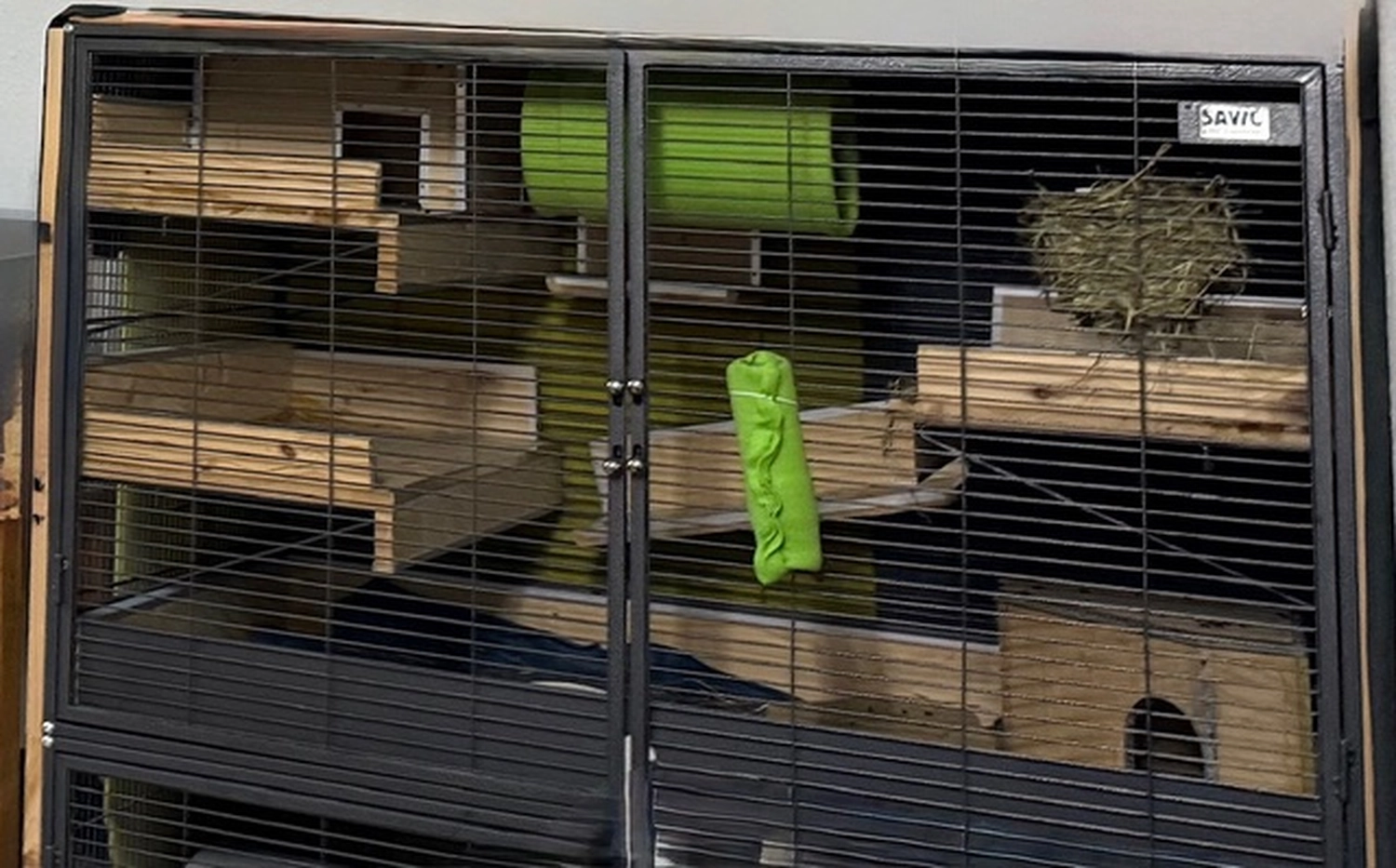 Hund von Tierschutzverein Pforzheim und Umgebung e.V