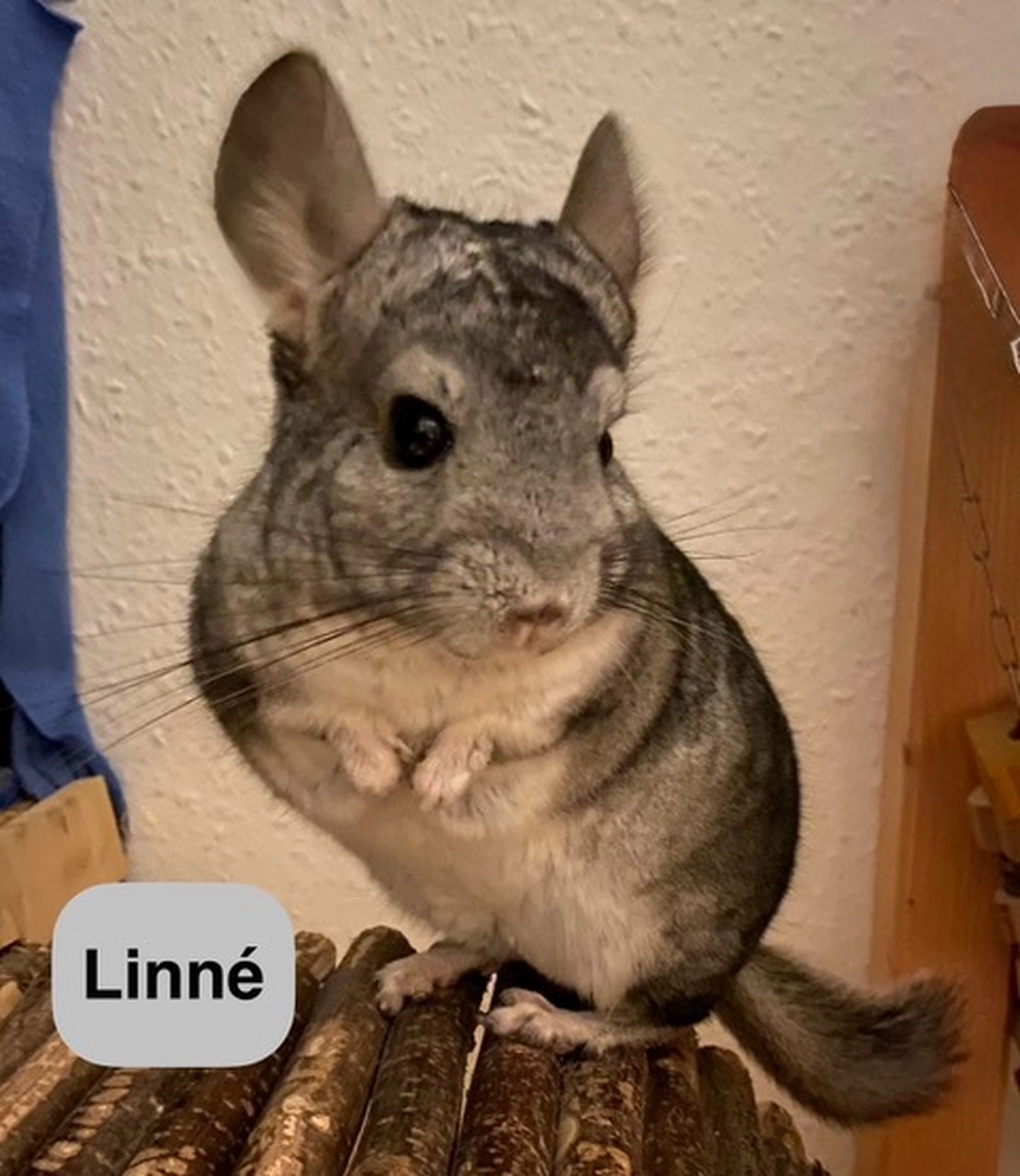 Hund von Tierschutzverein Pforzheim und Umgebung e.V