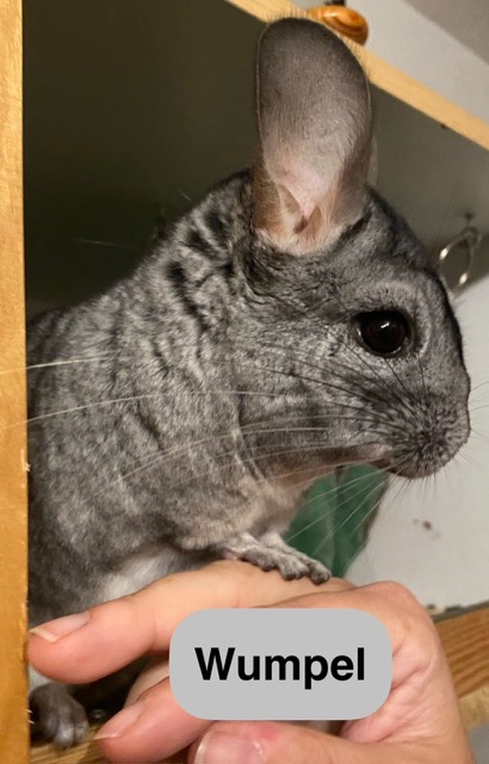 Hund von Tierschutzverein Pforzheim und Umgebung e.V