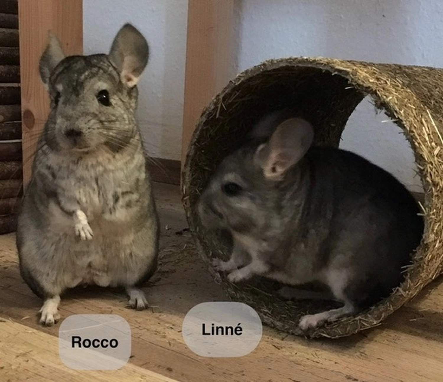 Hund von Tierschutzverein Pforzheim und Umgebung e.V