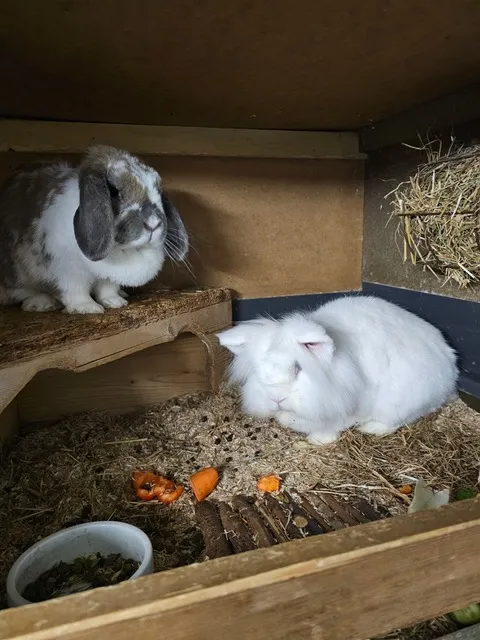 Vögel von Tierschutzverein Pforzheim und Umgebung e.V