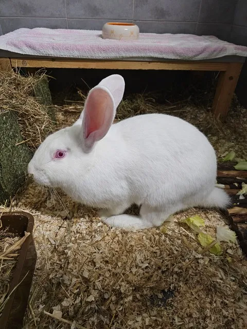Vögel von Tierschutzverein Pforzheim und Umgebung e.V