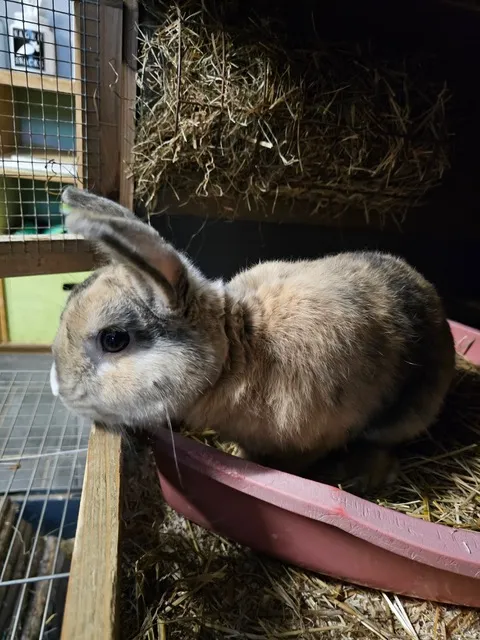 Vögel von Tierschutzverein Pforzheim und Umgebung e.V