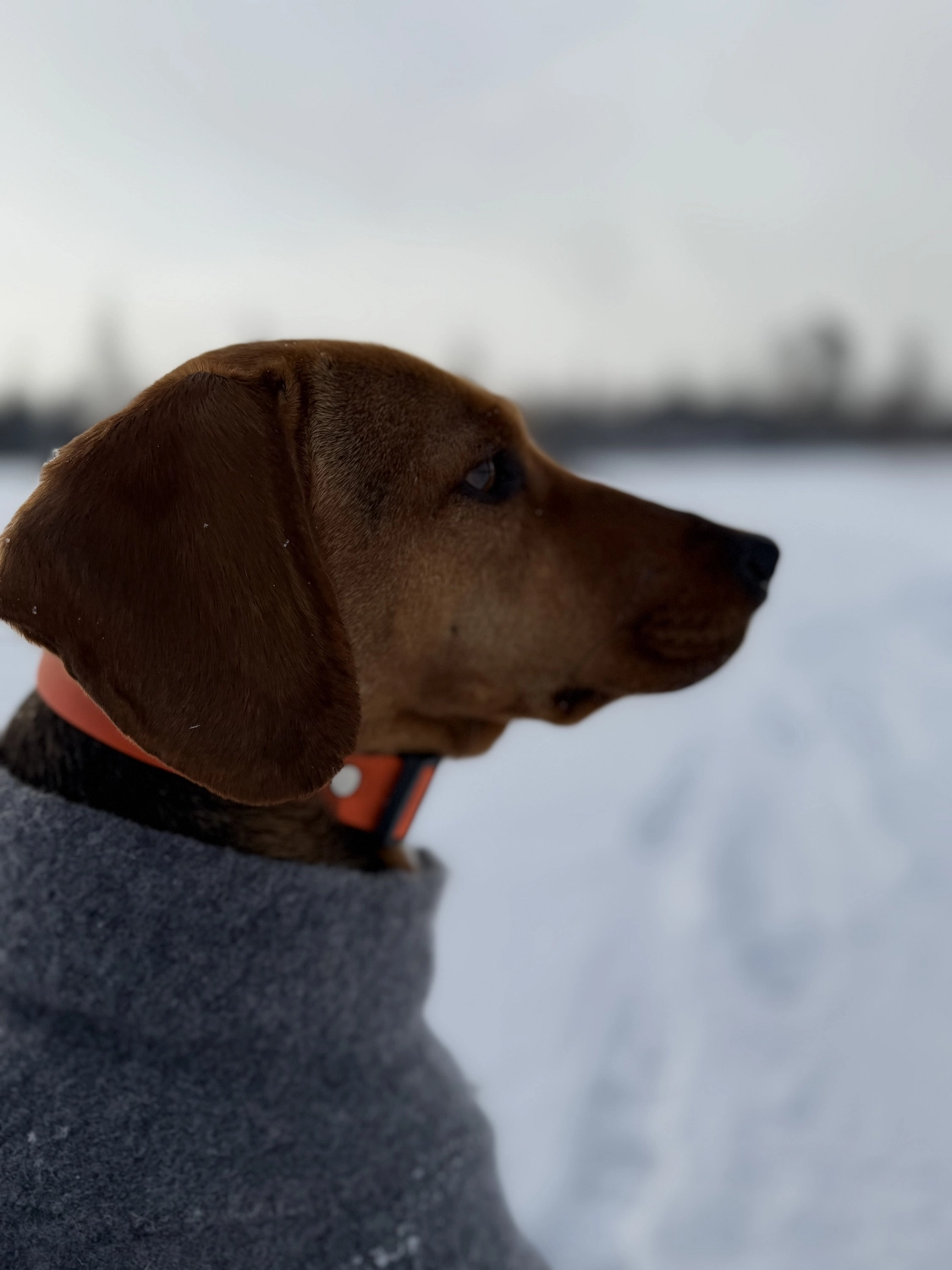 Hund von Tierschutzverein Pforzheim und Umgebung e.V