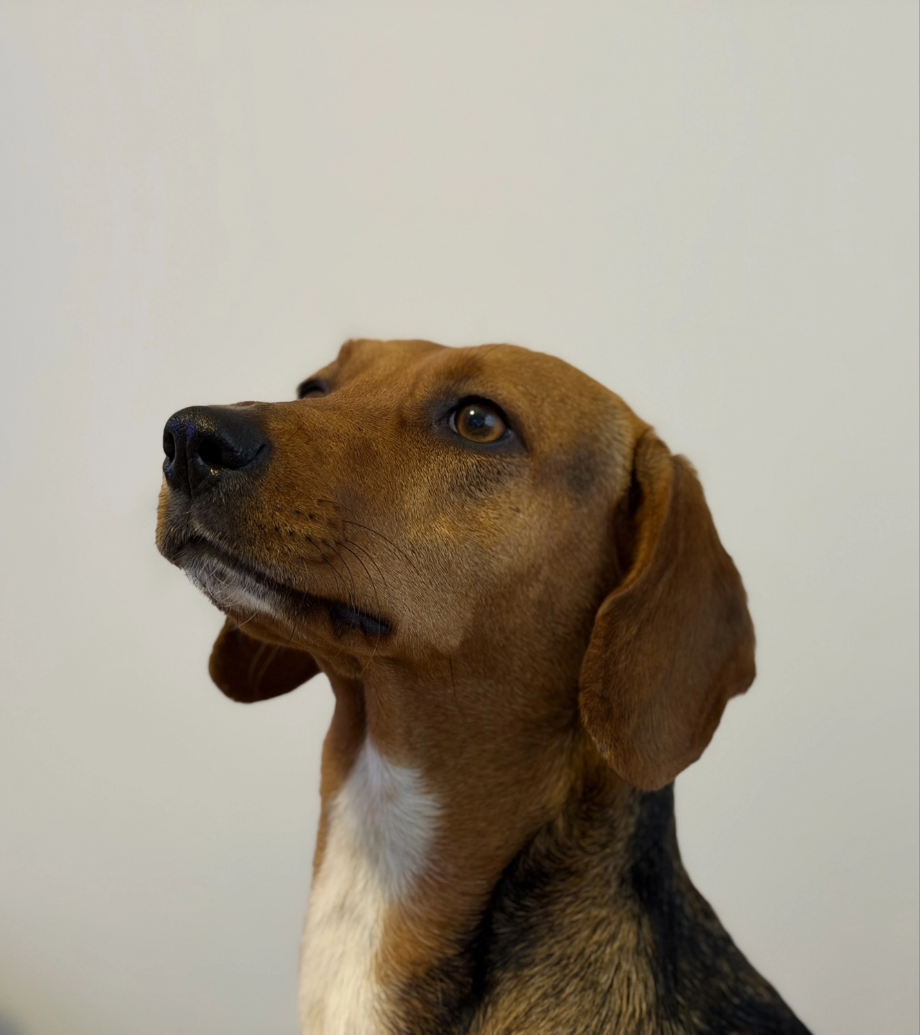 Hund von Tierschutzverein Pforzheim und Umgebung e.V