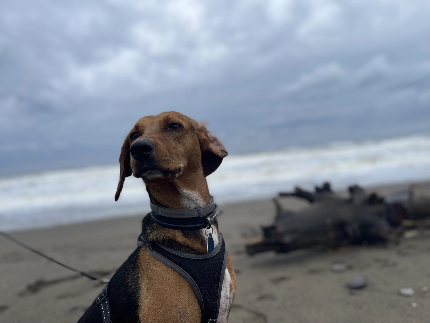 Hund von Tierschutzverein Pforzheim und Umgebung e.V