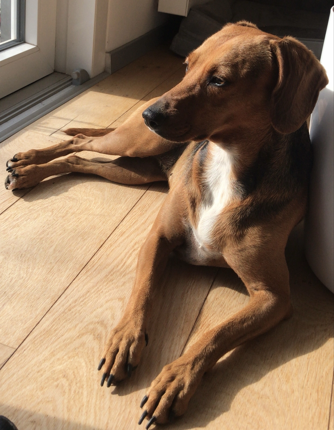 Hund von Tierschutzverein Pforzheim und Umgebung e.V