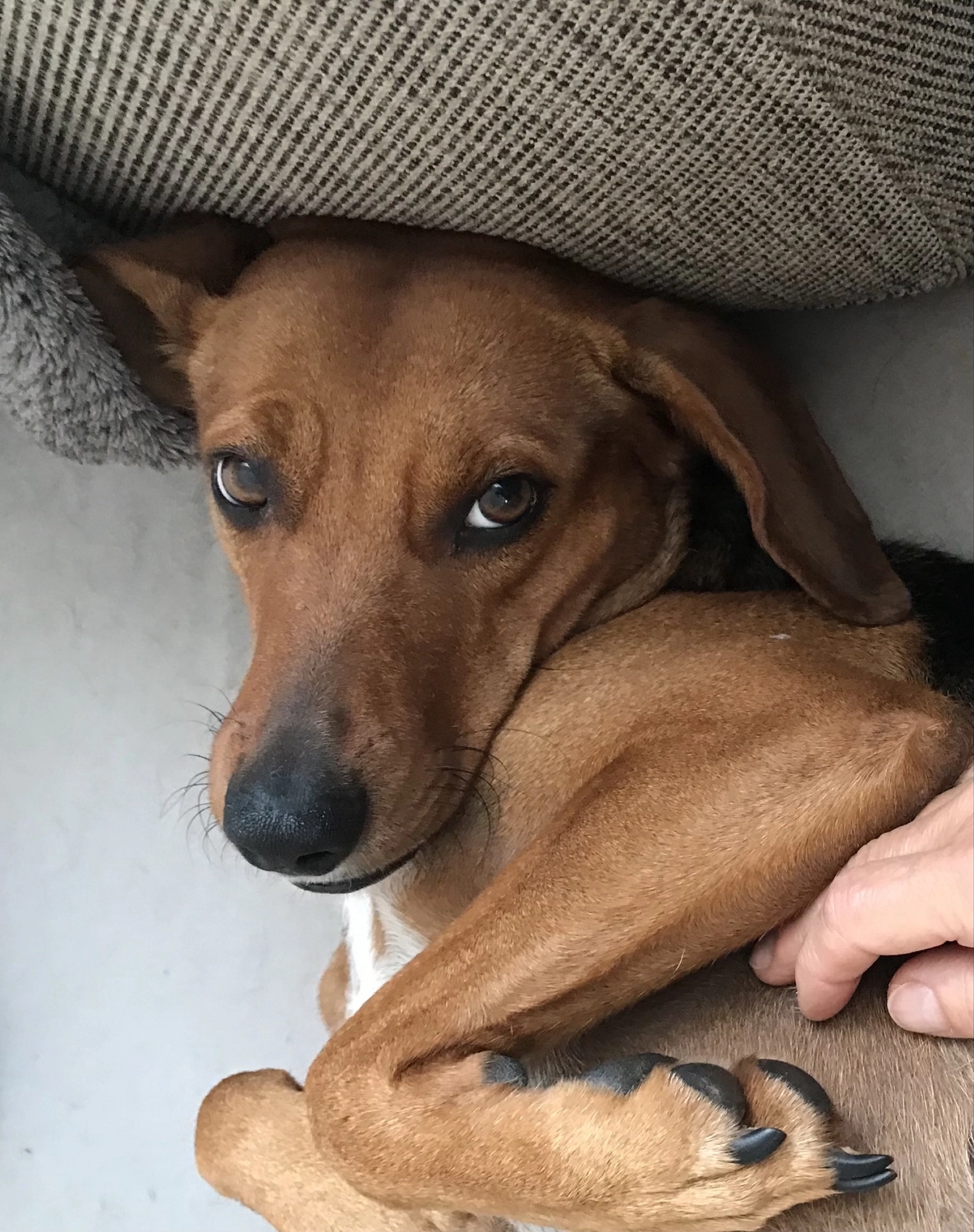 Hund von Tierschutzverein Pforzheim und Umgebung e.V