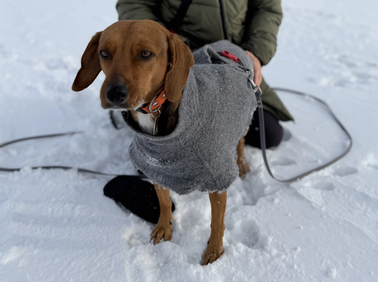 Hund von Tierschutzverein Pforzheim und Umgebung e.V