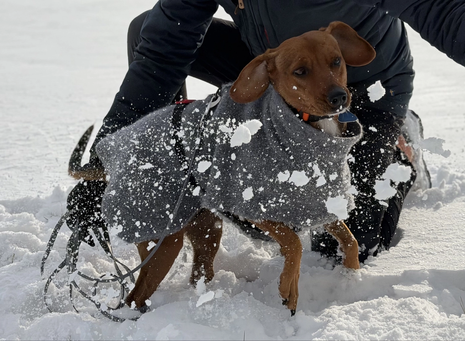 Hund von Tierschutzverein Pforzheim und Umgebung e.V