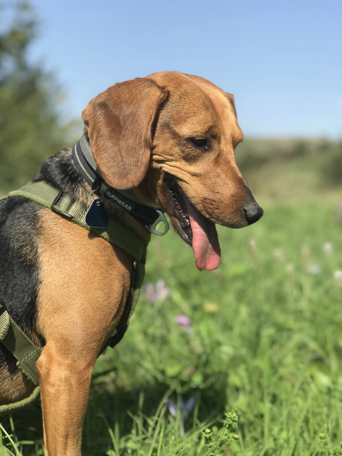 Hund von Tierschutzverein Pforzheim und Umgebung e.V