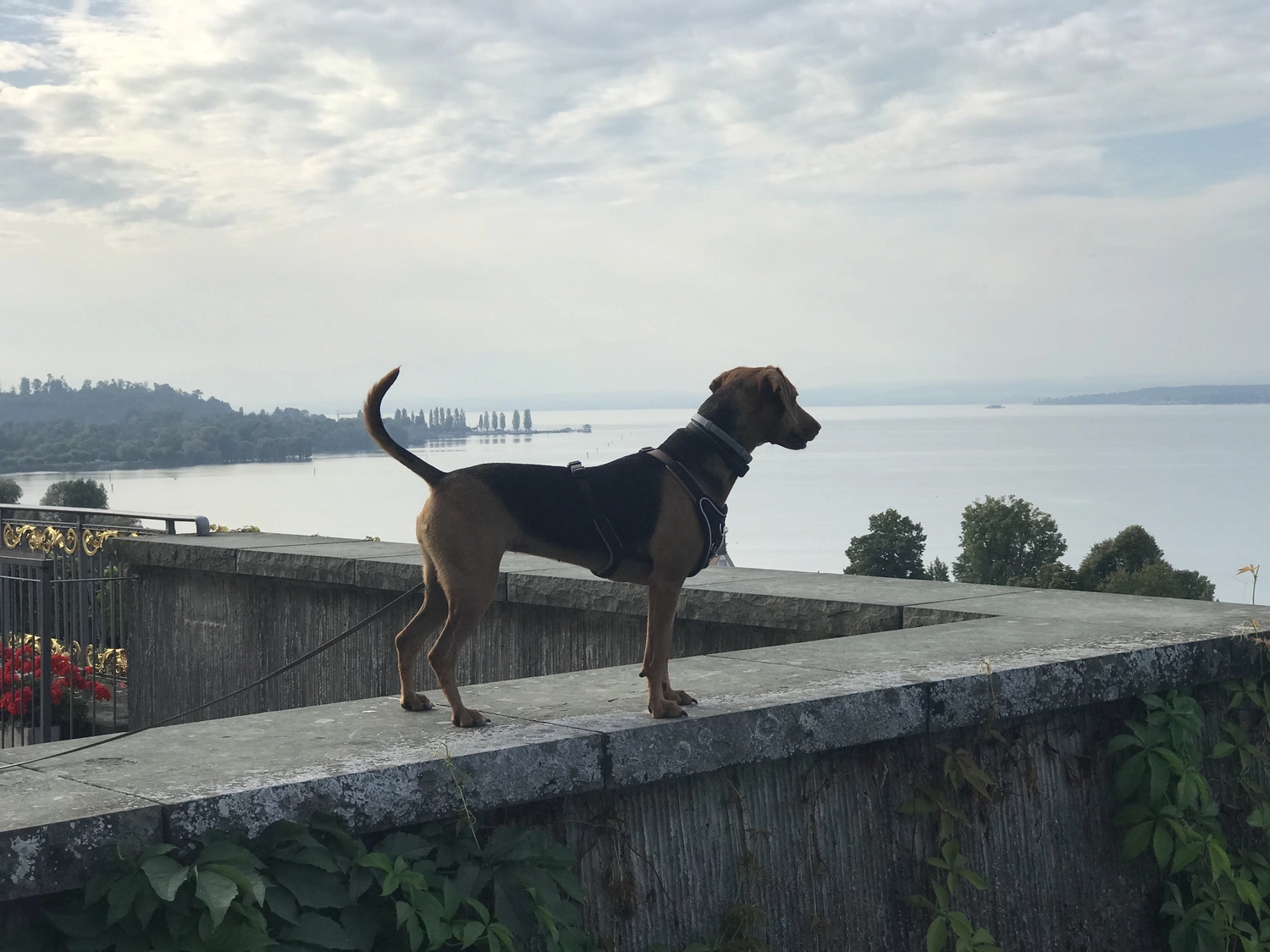 Hund von Tierschutzverein Pforzheim und Umgebung e.V