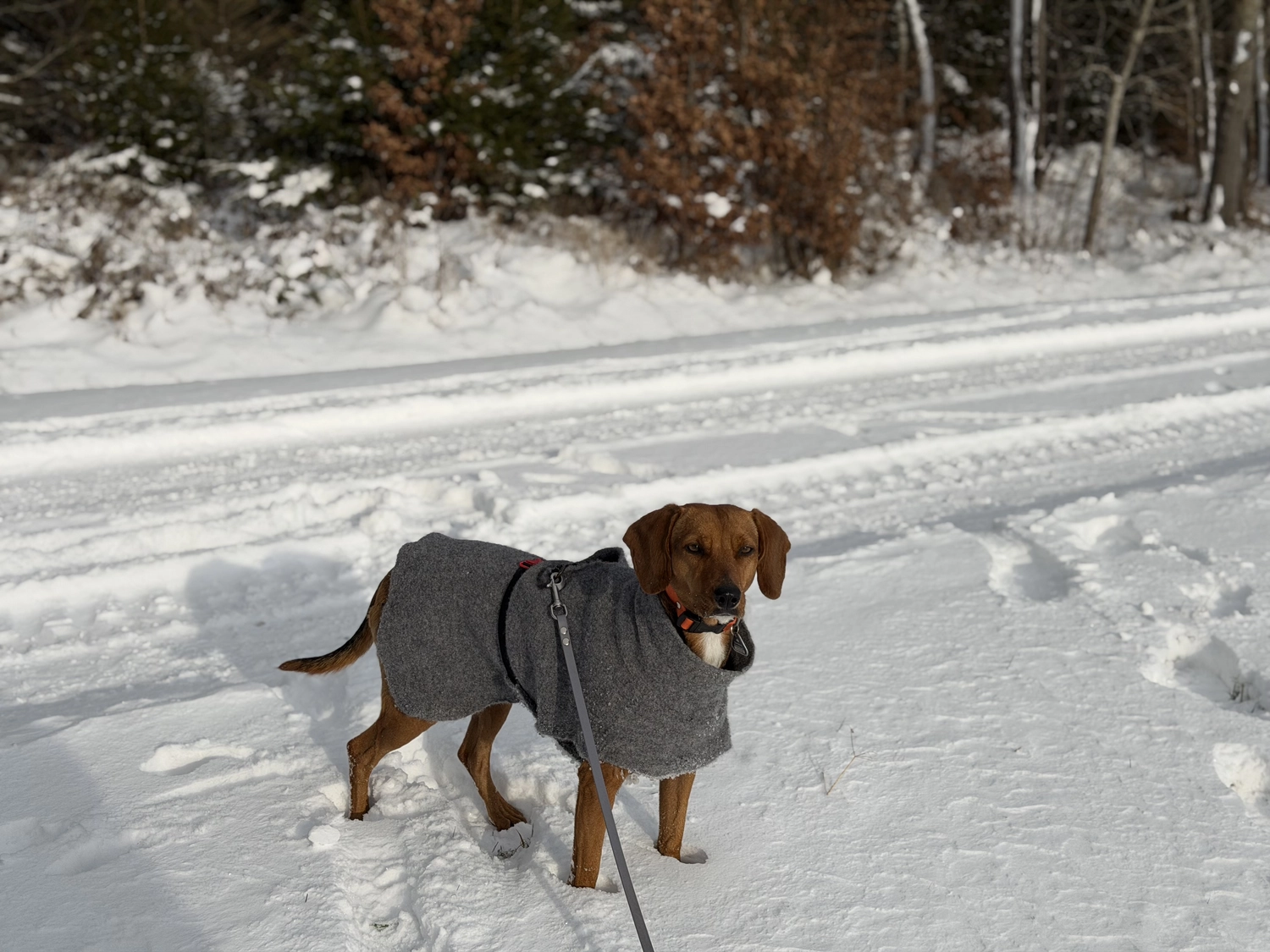 Hund von Tierschutzverein Pforzheim und Umgebung e.V