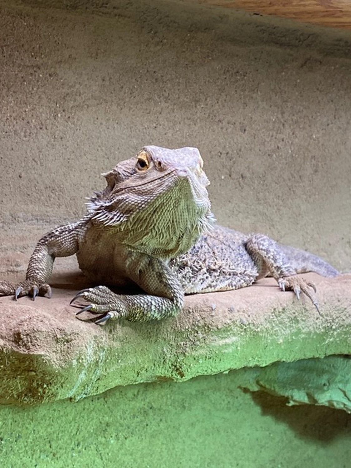 Hund von Tierschutzverein Pforzheim und Umgebung e.V