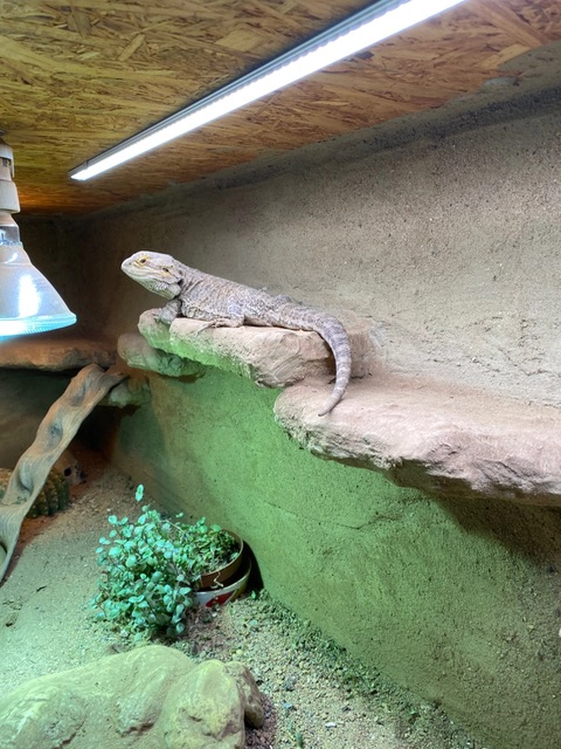 Hund von Tierschutzverein Pforzheim und Umgebung e.V