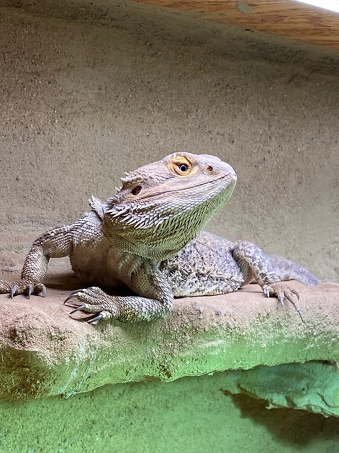 Hund von Tierschutzverein Pforzheim und Umgebung e.V