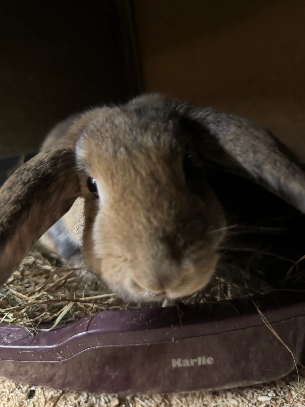  Vögel von Tierschutzverein Pforzheim und Umgebung e.V