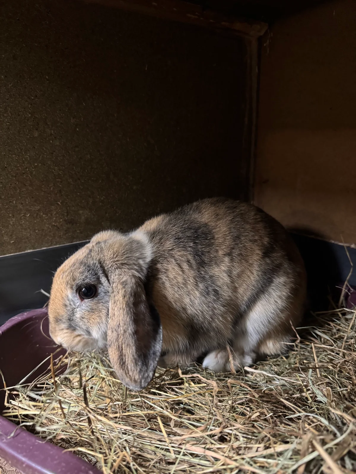  Vögel von Tierschutzverein Pforzheim und Umgebung e.V