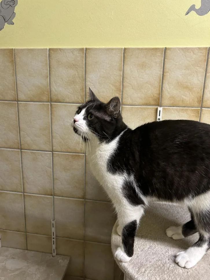 Katze von Tierschutzverein Pforzheim und Umgebung e.V