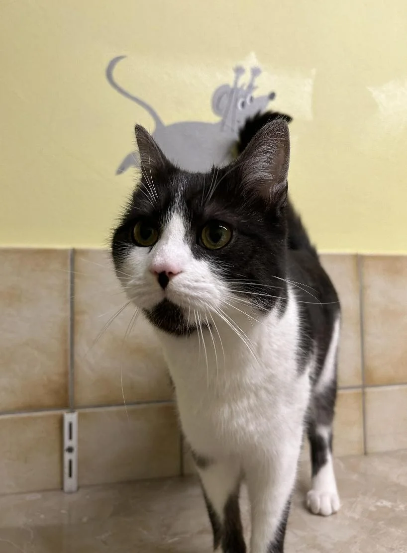 Katze von Tierschutzverein Pforzheim und Umgebung e.V