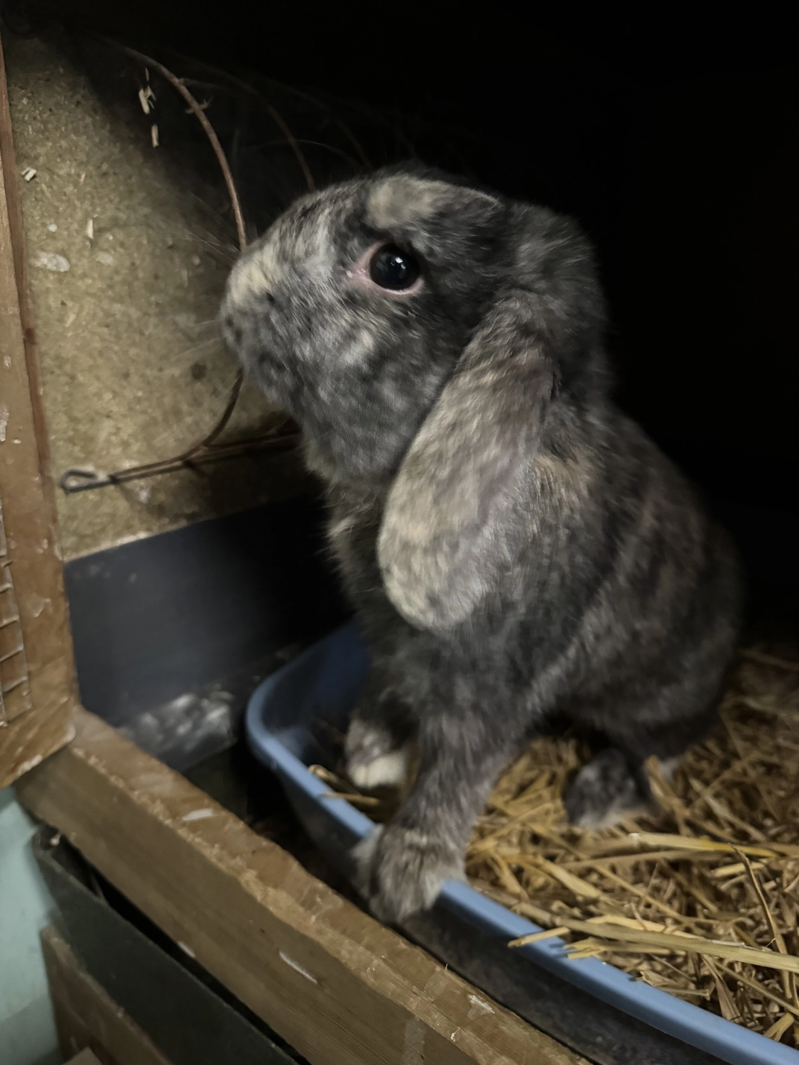  Vögel von Tierschutzverein Pforzheim und Umgebung e.V