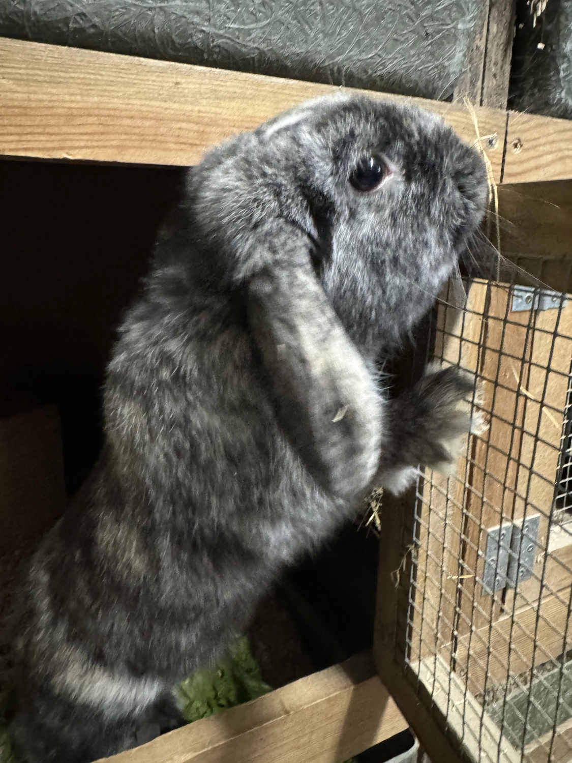  Vögel von Tierschutzverein Pforzheim und Umgebung e.V